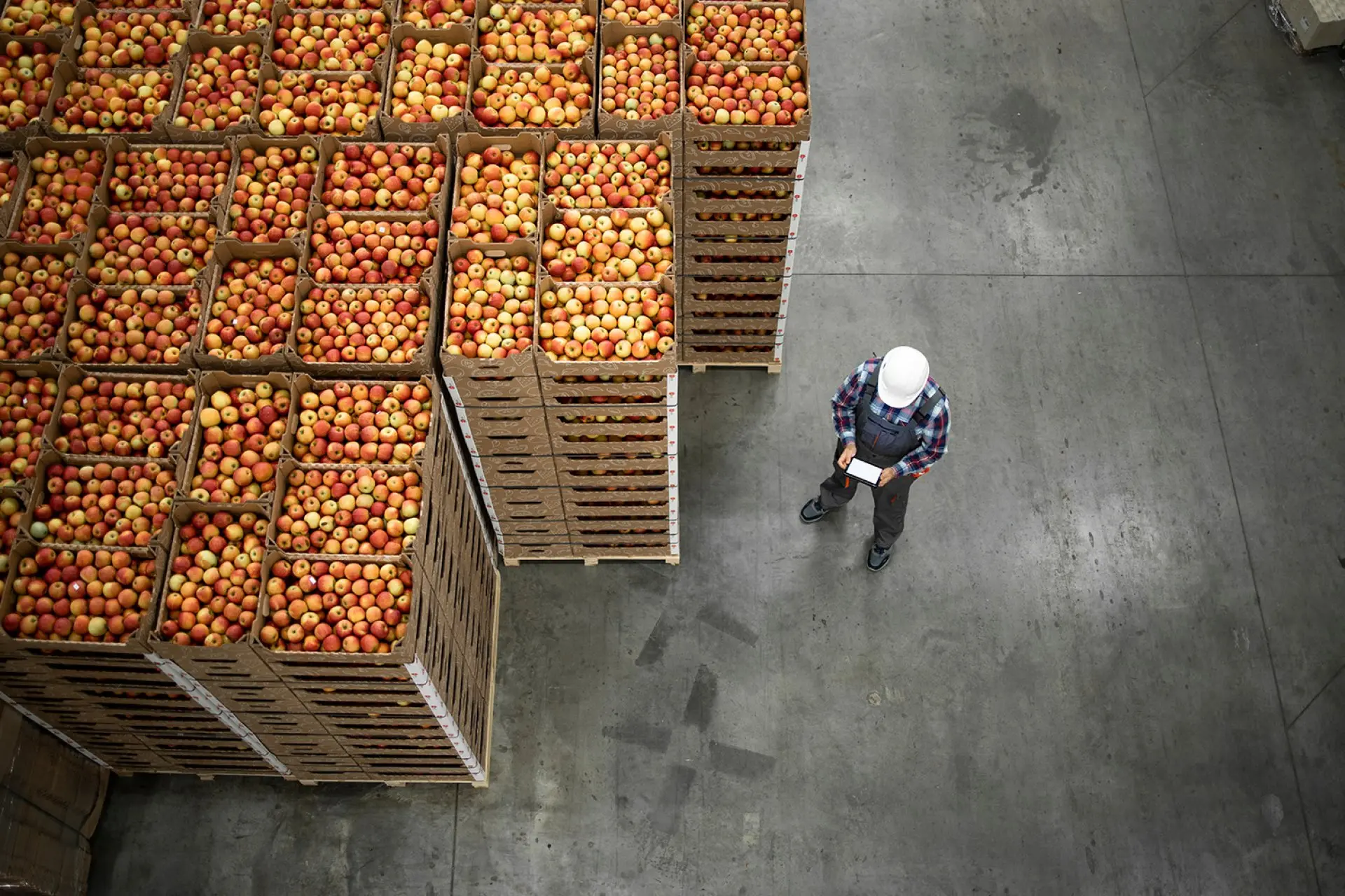 Appels in kratten en daarnaast staat een man in werkkleding en helm iets te lezen.